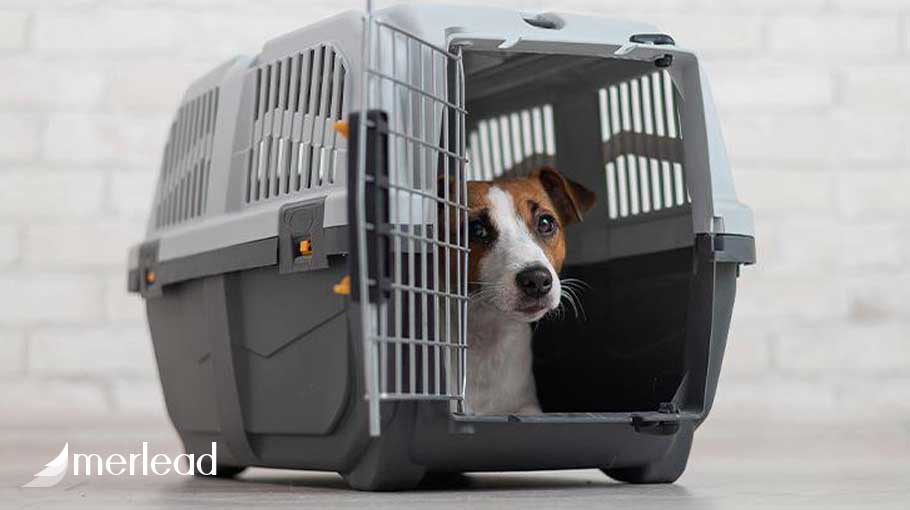 هزینه خروج سگ از کشور بدون مسافر