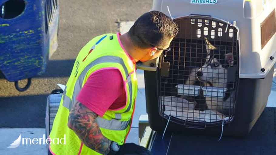 حمل حیوان خانگی با امارات