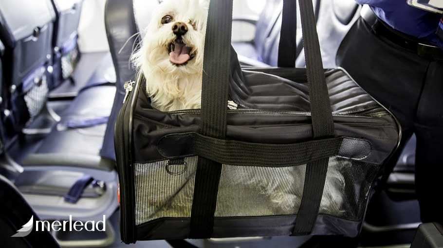بردن سگ به داخل کابین هواپیما